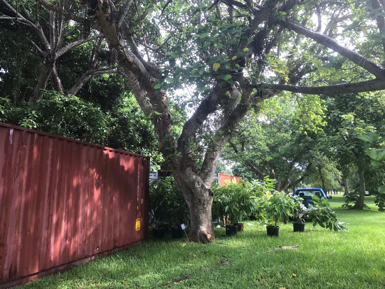 saving cocoa tree from hurricane irma