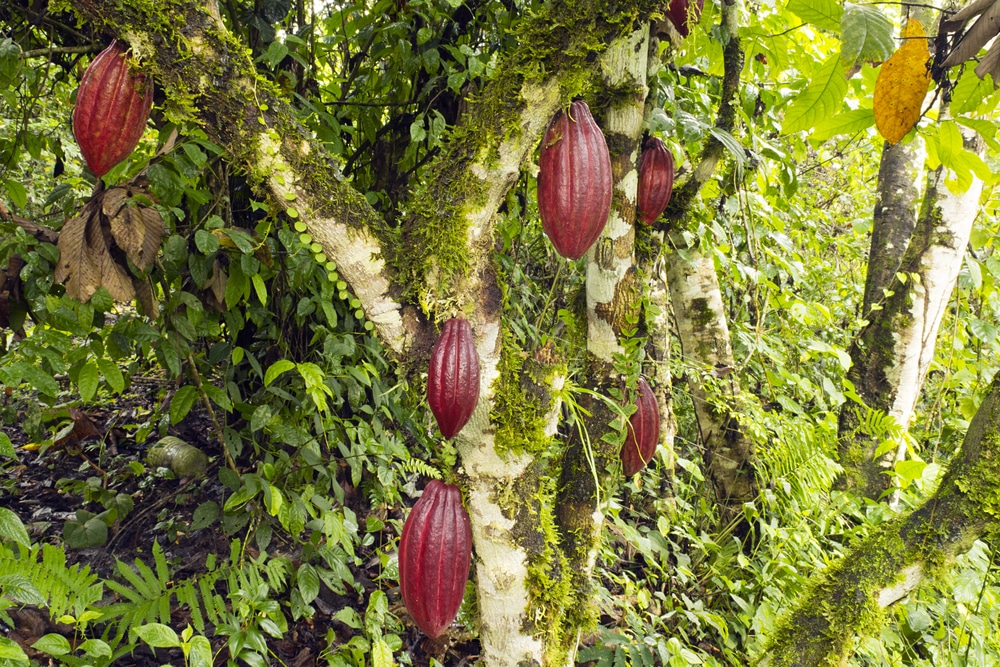 How We Saved The Cocoa Trees From Hurricane Irma